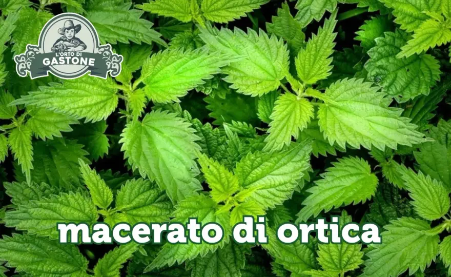 Macerato di ortica, controindicazioni e uso prudente