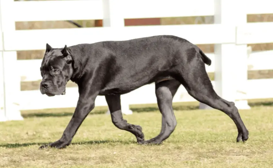 Cane corso italiano - czy to pies dla Ciebie? Poznaj fakty o rasie