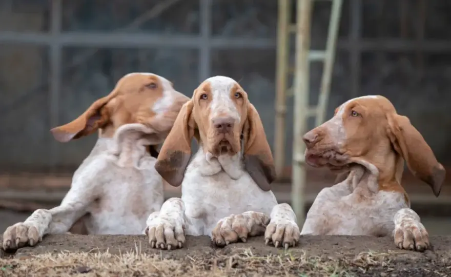 Wyżeł włoski (Bracco Italiano) - charakter i potrzeby. Pies dla Ciebie?