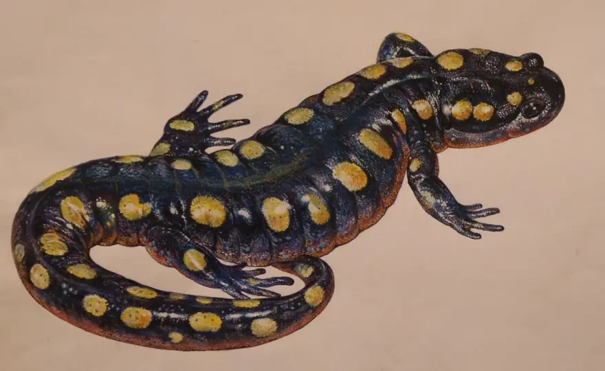 Tatuaż salamandra - Symbolika, style i idealne miejsce