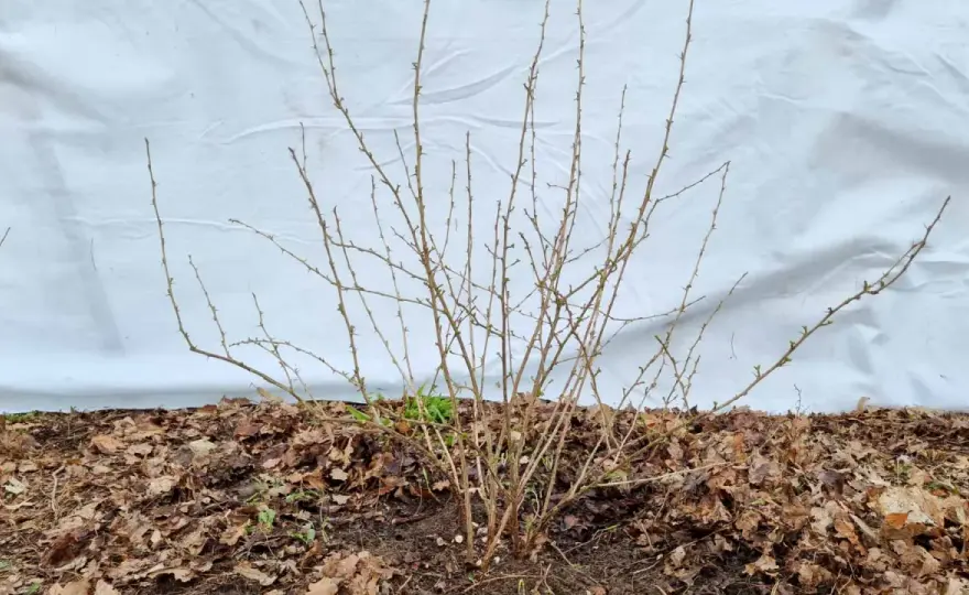 Stachelbeeren schneiden - so bleibt der Strauch luftig und stark