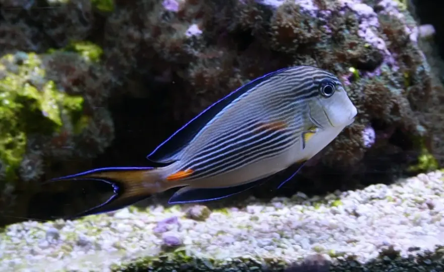 Oceanarium w Jastrzębiej Górze - Czy warto? Poznaj realną opinię