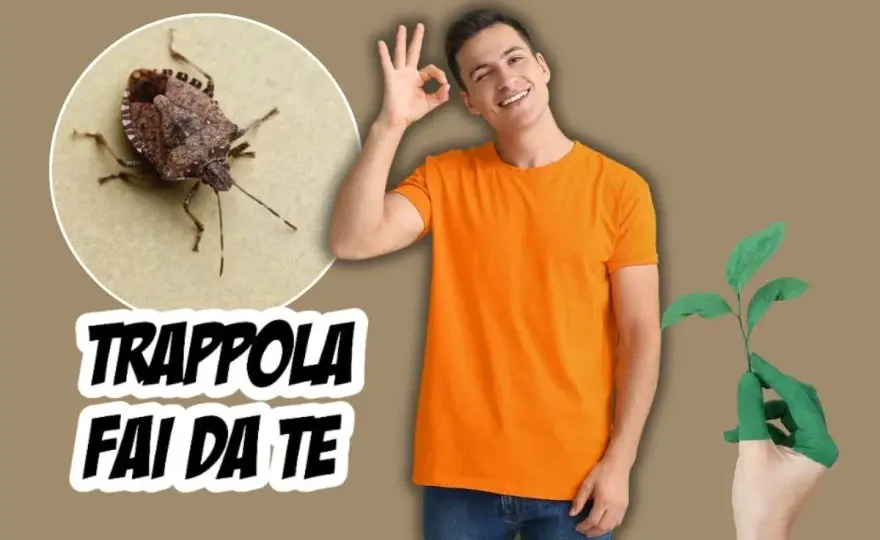 Trappola fai da te per cimici asiatiche - guida pratica