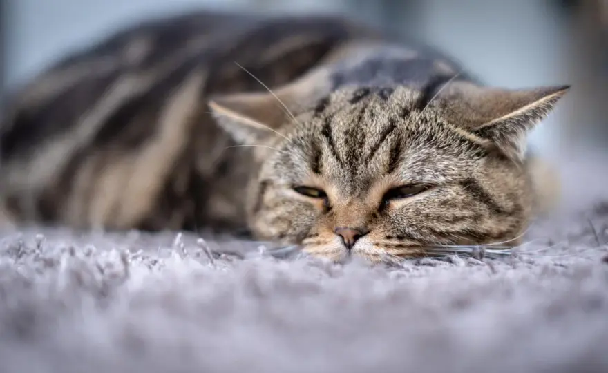 Muerte de gata tras esterilización - ¿Qué pasó? Guía completa
