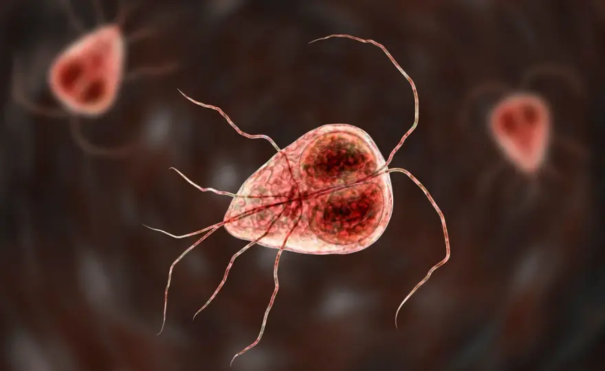 Giardia u kota - Jak skutecznie leczyć i zapobiegać nawrotom?