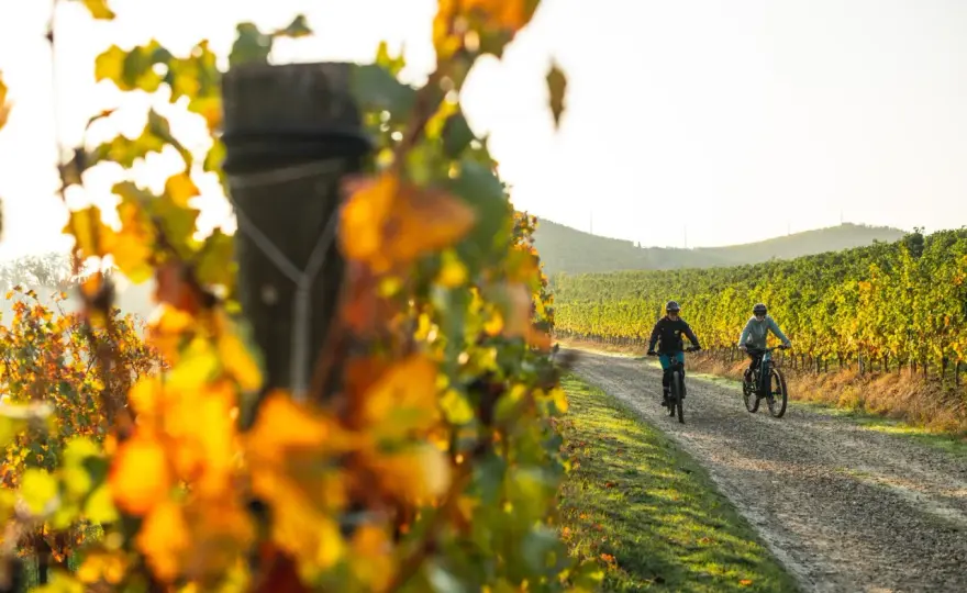 Langhe - Guida completa per un viaggio enogastronomico perfetto