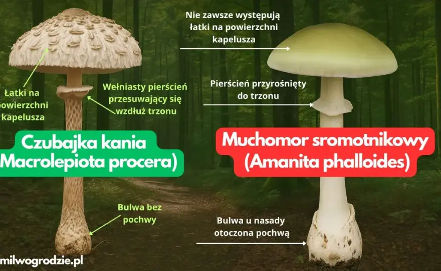 Czubajka kania - jak rozpoznać i nie pomylić z trującymi?