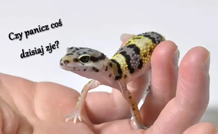 Jak często karmić gekona lamparciego w zależności od jego wieku?