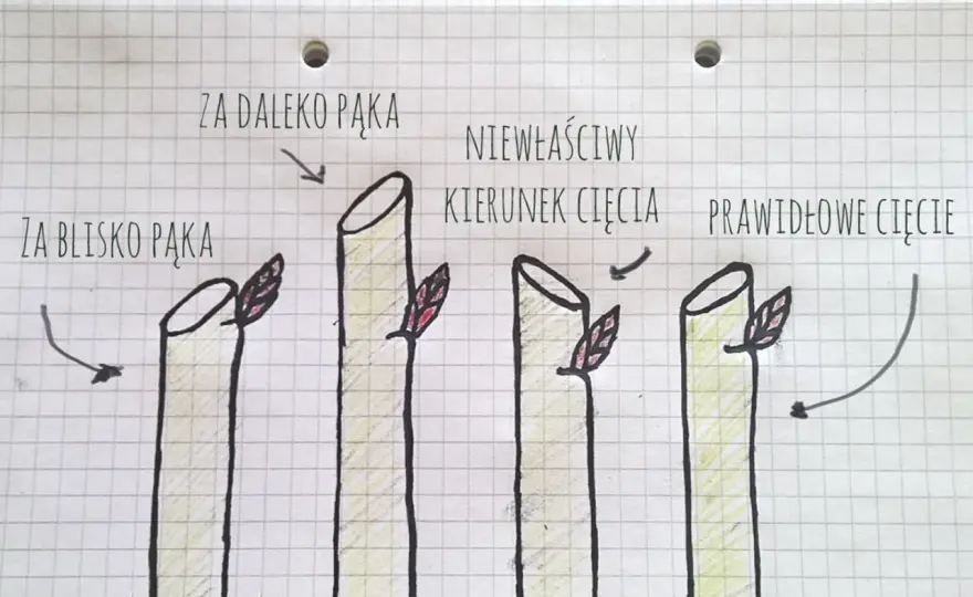 Wiosenne cięcie róż - Kiedy i jak ciąć, by pięknie kwitły?