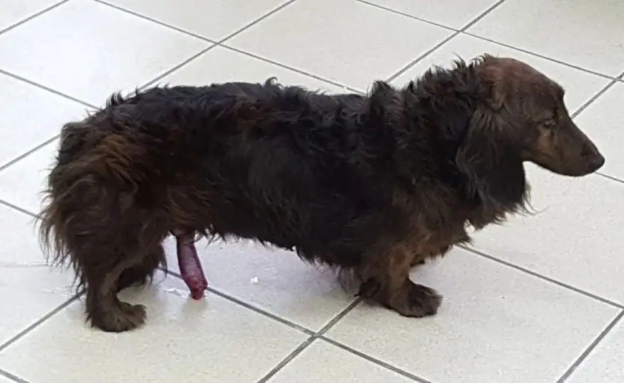 Parafimosis en perros - ¿Qué hacer si el pene no retrae?