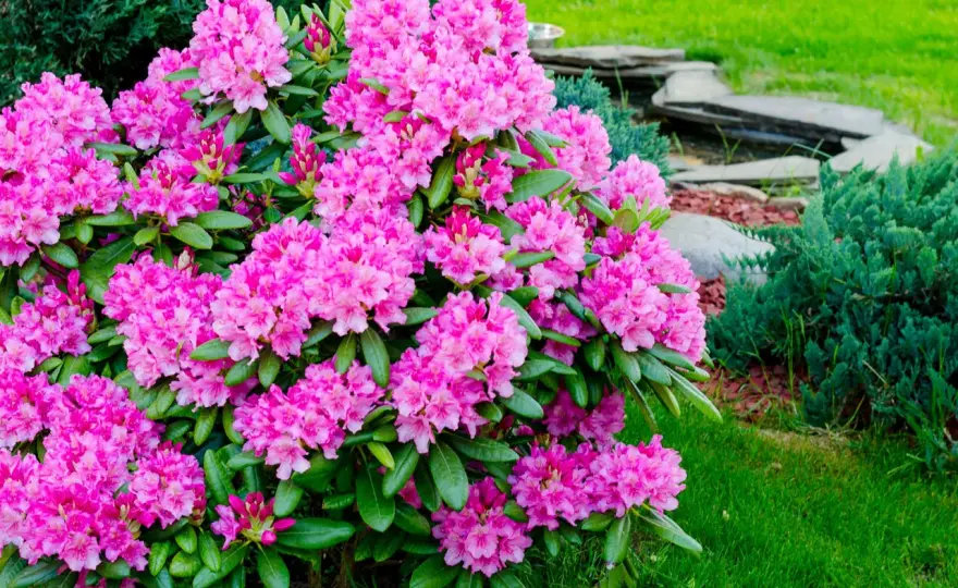 Rododendron kiedy kwitnie? Sekrety obfitych kwiatów!