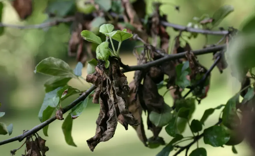 Feuille de pommier - maladies, causes et bons gestes
