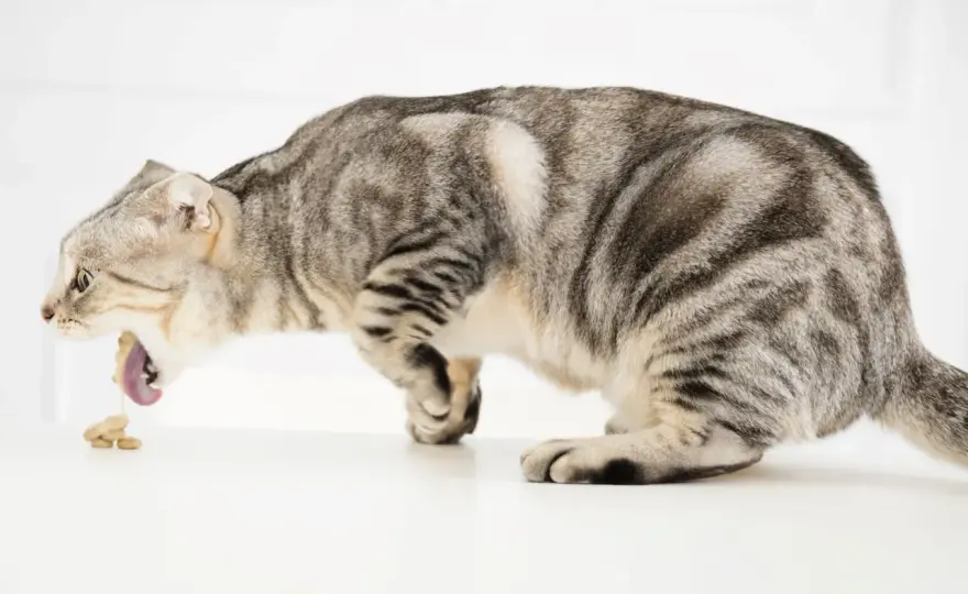 Darmverschluss bei Katzen - Warnzeichen, Diagnose und Behandlung