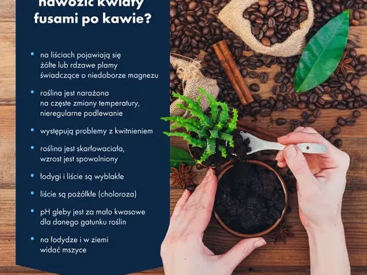 Nawóz z kawy do czego? Zastosowanie i korzyści dla roślin w ogrodzie