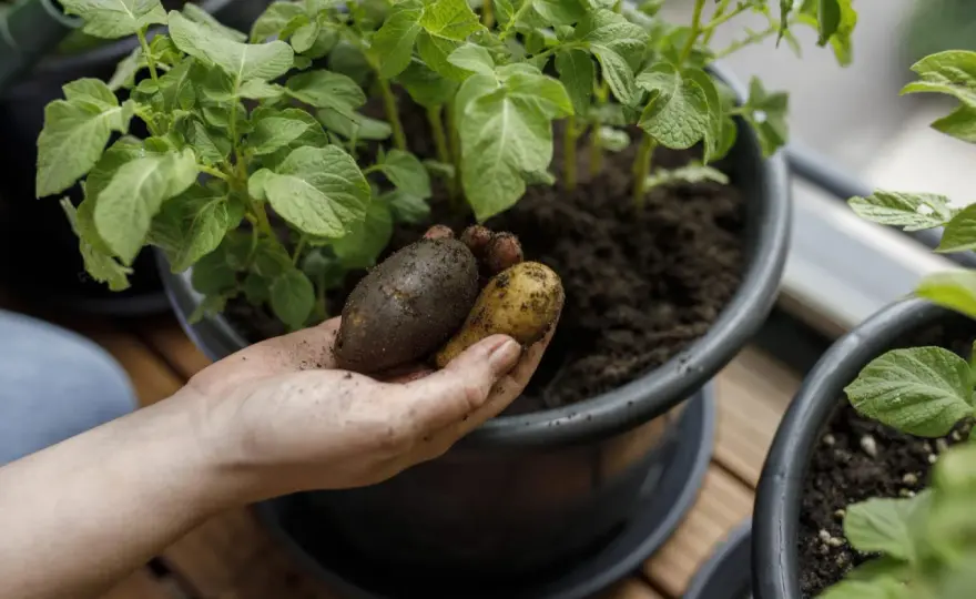 Odla potatis i hink - stor skörd på liten yta? Så lyckas du!