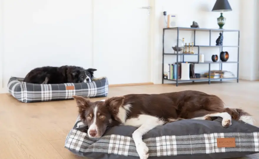 Legowisko dla border collie - Jak wybrać rozmiar i uniknąć błędów?