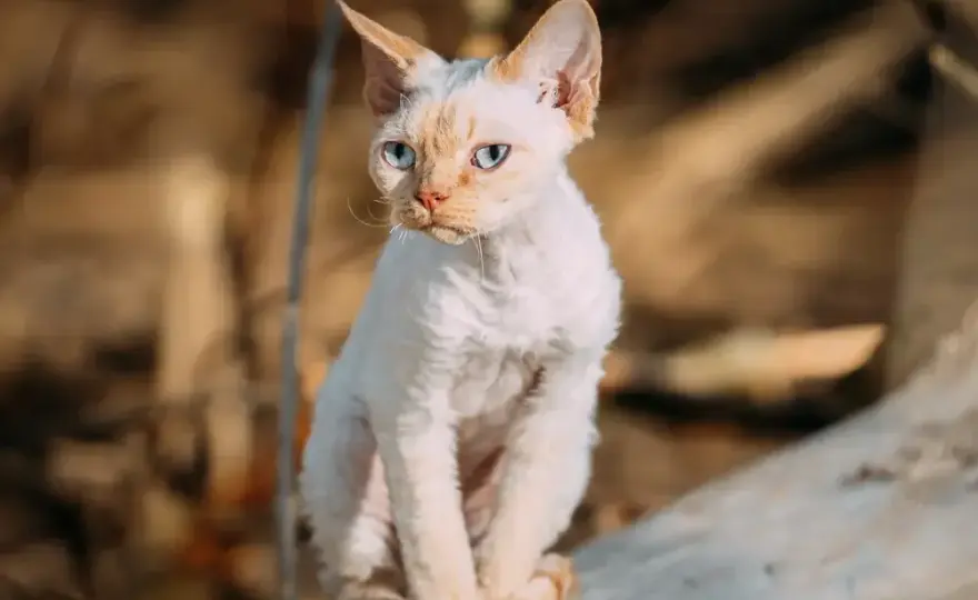Ile kosztuje Devon Rex? Pełny koszt zakupu i utrzymania