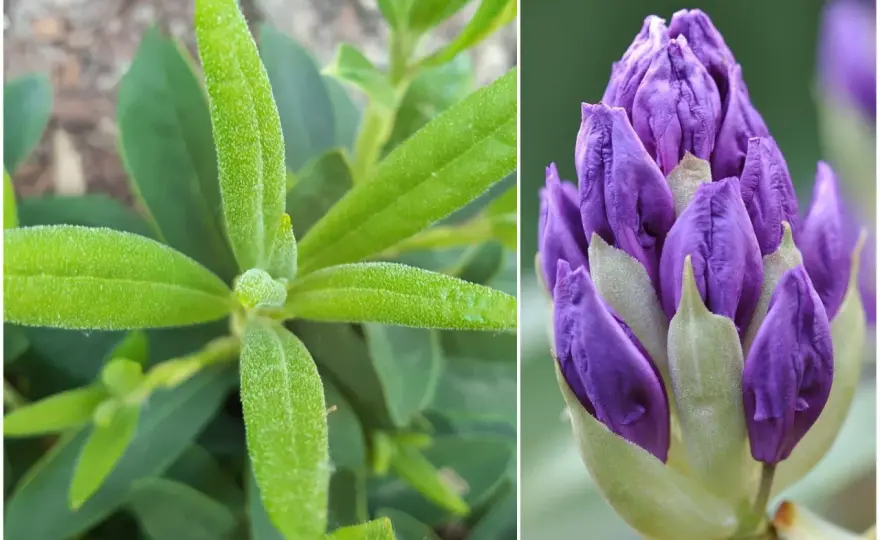 Rododendron nie kwitnie? 6 przyczyn i skuteczne rozwiązania!