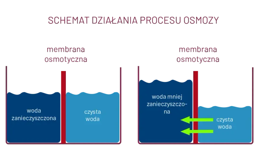 Czym tak naprawdę jest zjawisko osmozy i jak działa w życiu codziennym