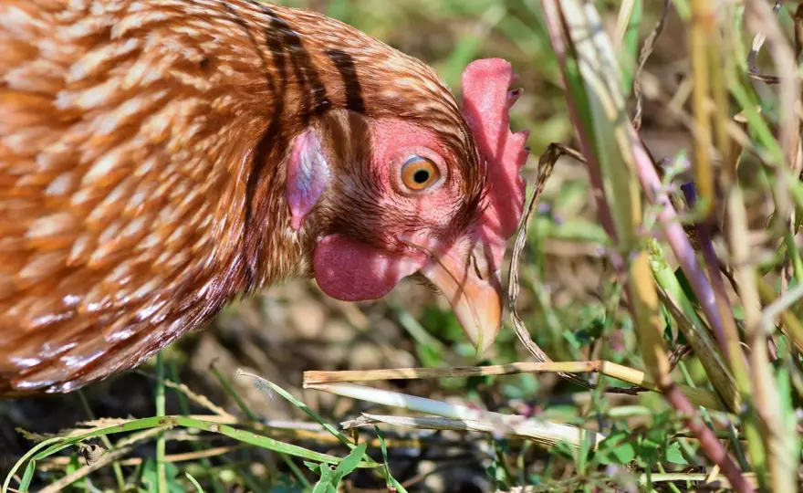 Co zjada kleszcze - Poznaj naturalnych wrogów i zadbaj o swój ogród