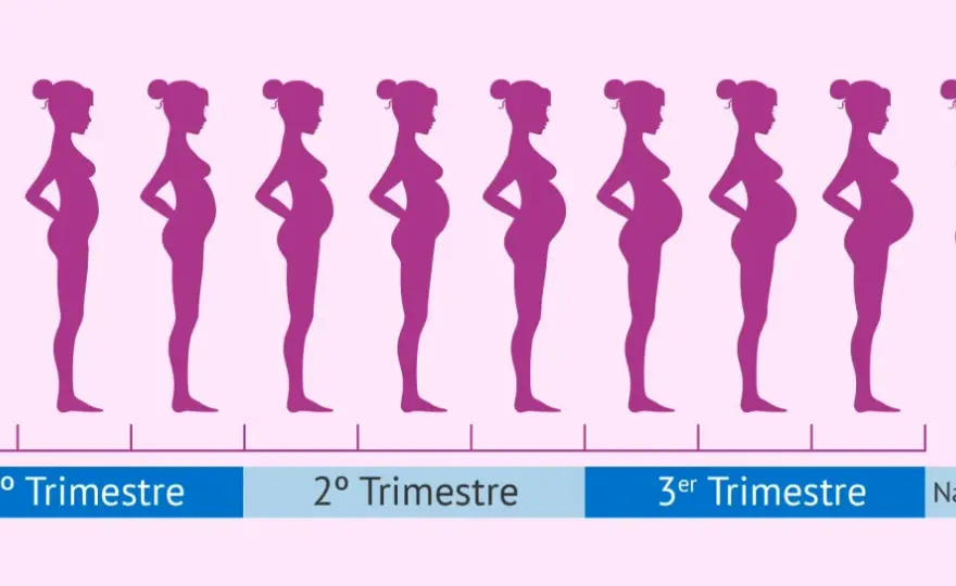 ¿Cuándo crece la barriga en el embarazo? La verdad por trimestres