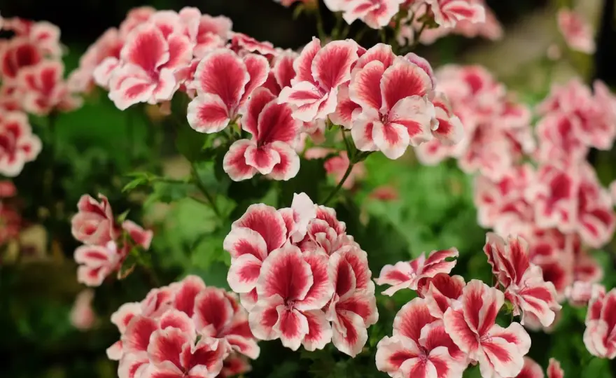 Pelargonie angielskie - uprawa i zimowanie. Kwitnące przez lata!