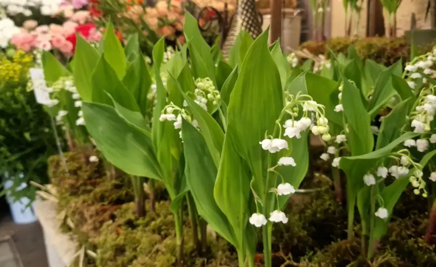 Muguet du 1er mai - Secret pour le choisir et le cultiver