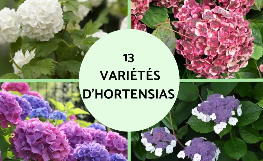 Hortensia - Signification et couleurs: le guide complet