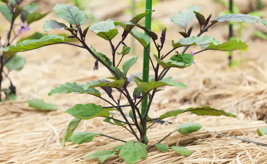 Paillage du potager - Le guide complet pour un sol sain et productif