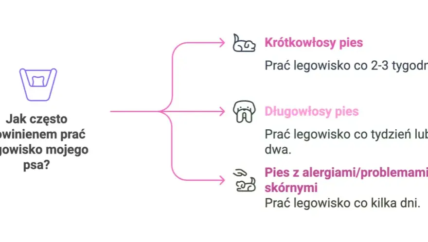 Jak prać legowisko psa? Praktyczny poradnik dla czystości