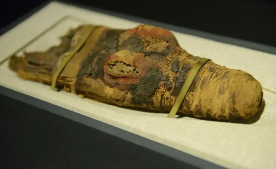 Muzeum sztuk użytkowych w Poznaniu: historia, zbiory i atrakcje