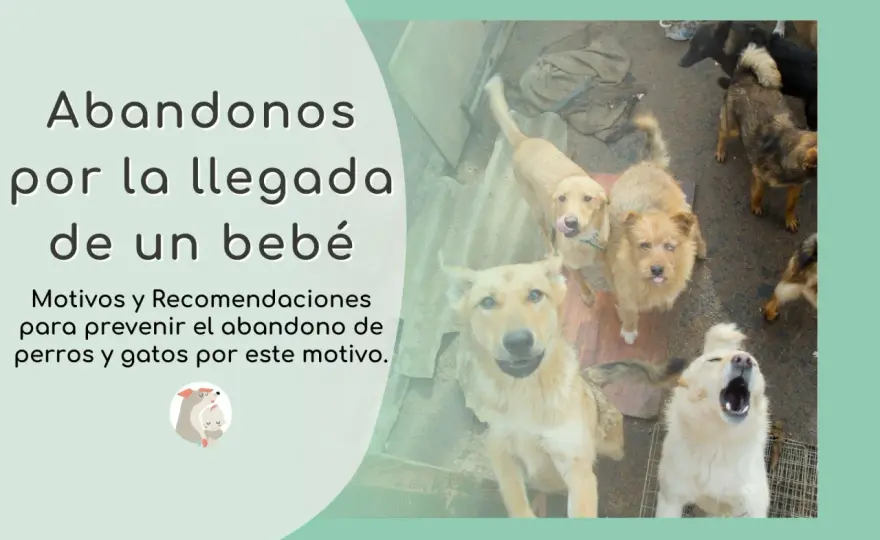 Abandono animal - ¿Por qué ocurre y cómo prevenirlo?
