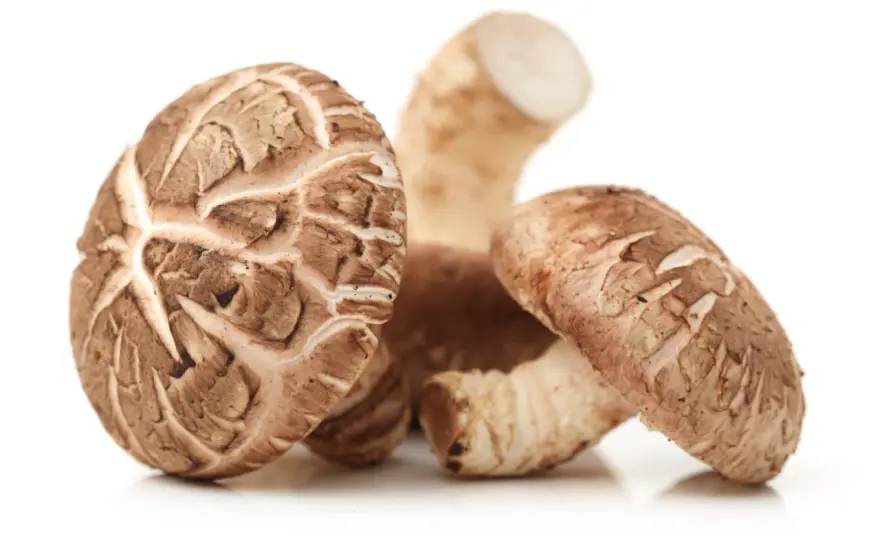 Shiitake-Wirkung verständlich erklärt - was der Pilz wirklich kann