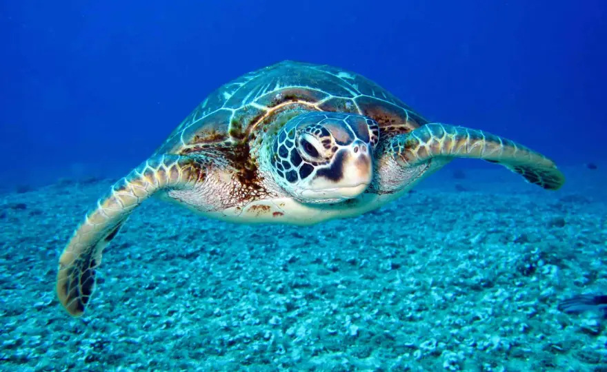 Soñar con tortugas - Ritmo, protección y paciencia. Descubre el mensaje