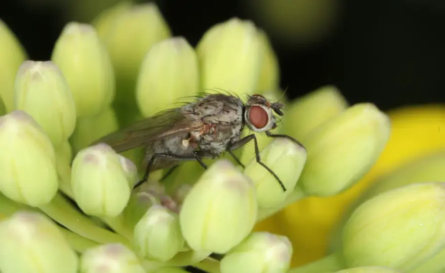 Kleine Kohlfliege - So schützt du deine Pflanzen wirksam