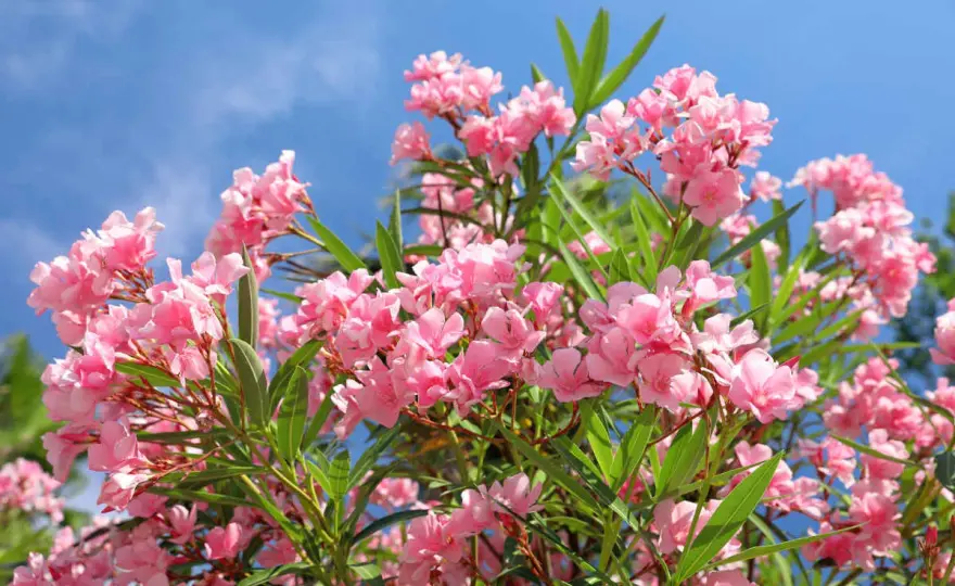 Quelle exposition pour le laurier-rose afin de bien fleurir ?