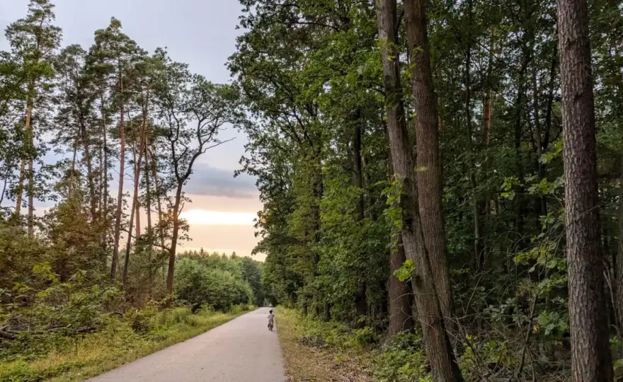 Lasy Radłowskie - Spokojny spacer i natura. Czy warto?