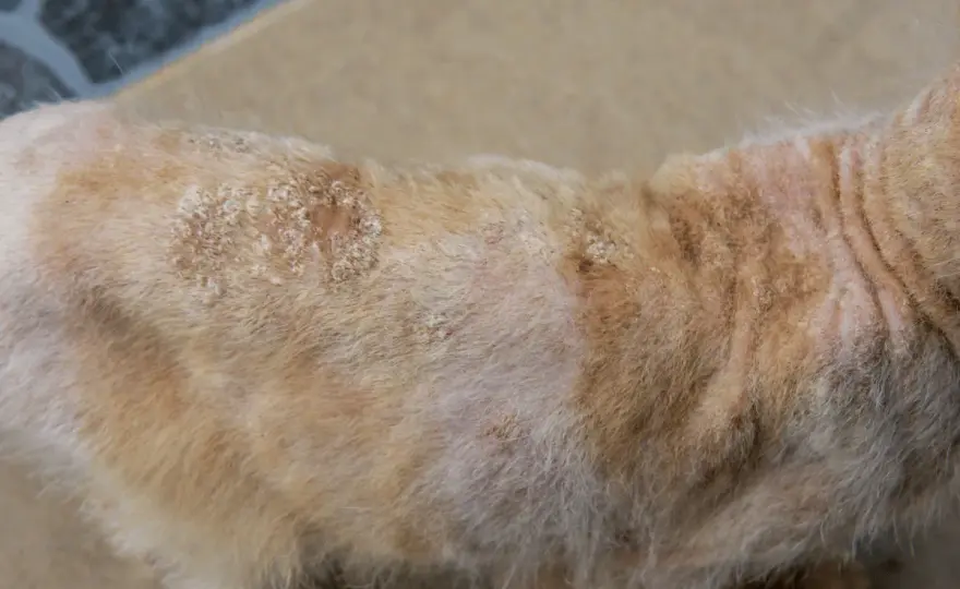 Teigne du chat - Guérison rapide et efficace avec l'antifongique oral