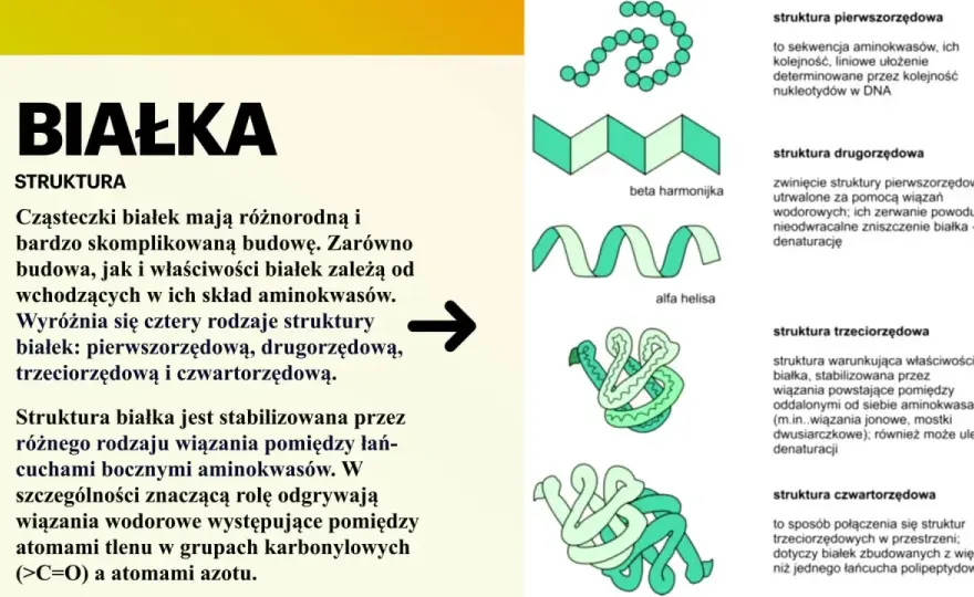 Rodzaje białek - Jak wybrać najlepsze dla siebie?