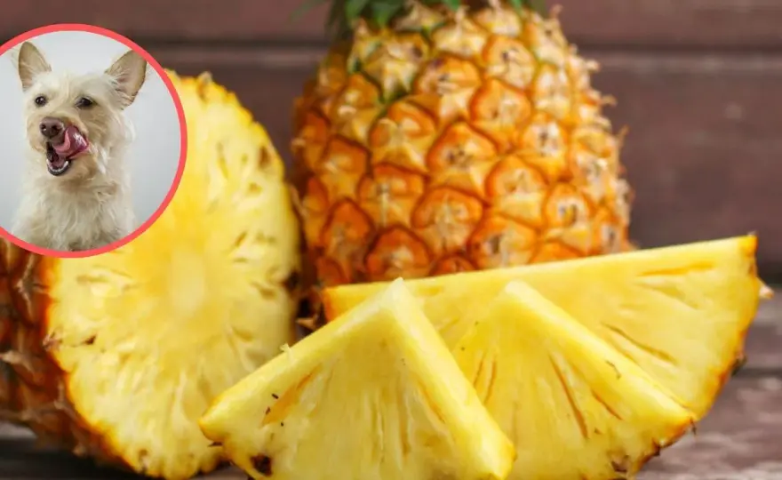 Ananas dla psa - Czy jest bezpieczny? Sprawdź, zanim podasz!