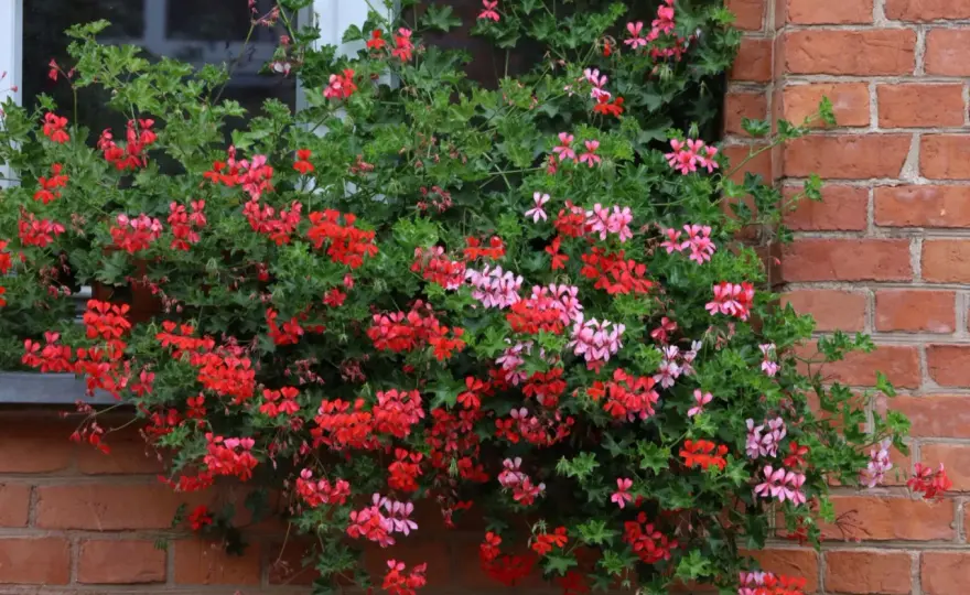 Pelargonia bluszczolistna: Ukorzenianie i pielęgnacja od A do Z