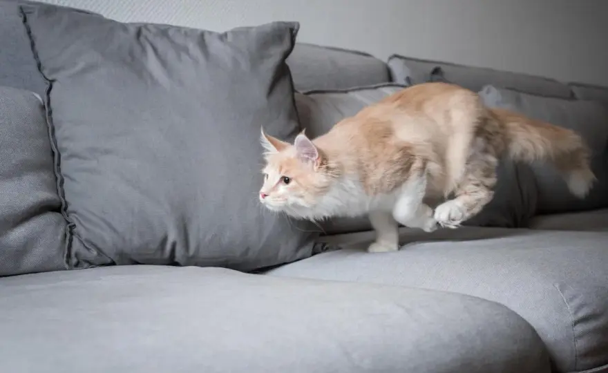 Chat qui court partout - Normal ou inquiétant ? Découvrez pourquoi