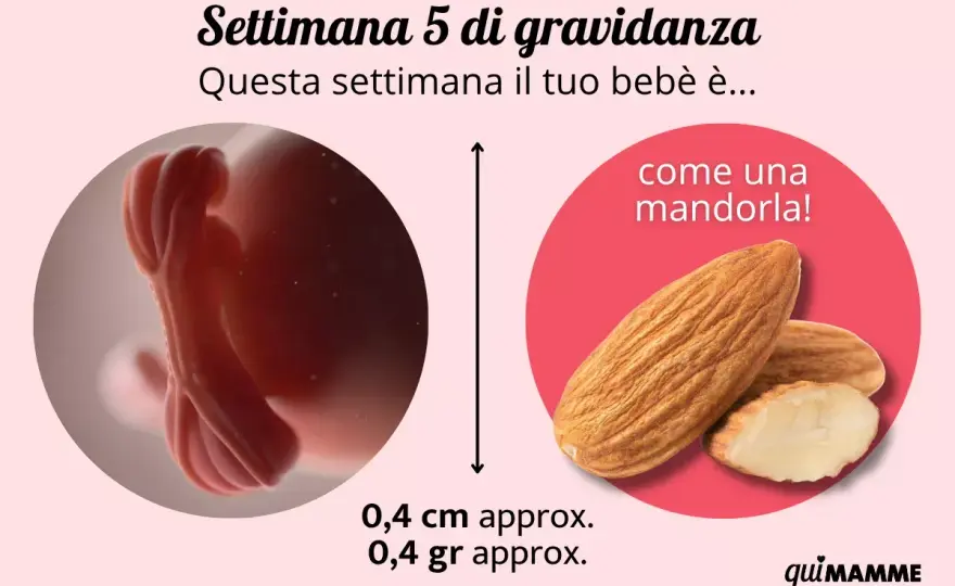 5ª settimana di gravidanza - Cosa succede e come agire?