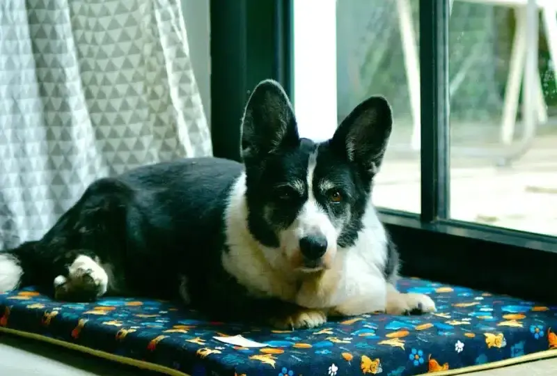 Najlepsze gadżety z motywem corgi: praktyczny poradnik dla miłośników psów