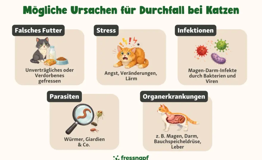 Durchfall bei Katzen - was jetzt wirklich zählt