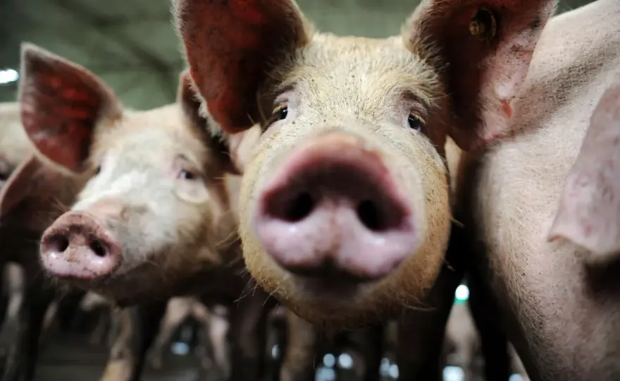 Cochon mange humain - Mythe ou Réalité ?