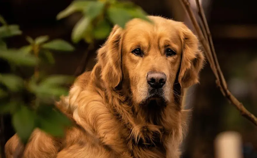 Golden Retriever - Bien le nourrir à chaque étape de sa vie