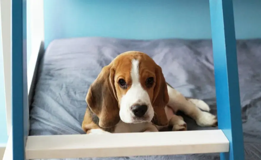 Ile żyją beagle? Co naprawdę wydłuża ich życie i na co uważać