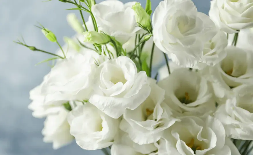 Eustoma w ślubie - Czy to kwiat idealny dla Ciebie?