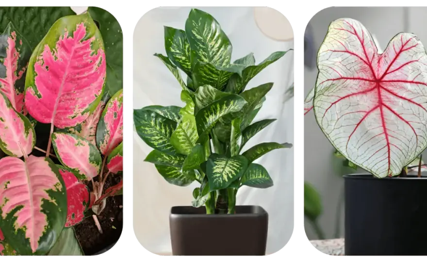 Aglaonema - podłoże i doniczka. Sekret zdrowych korzeni!